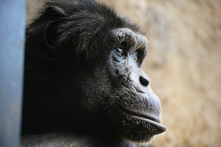 the SMARTEST Animals on the Planet Chimpanzee