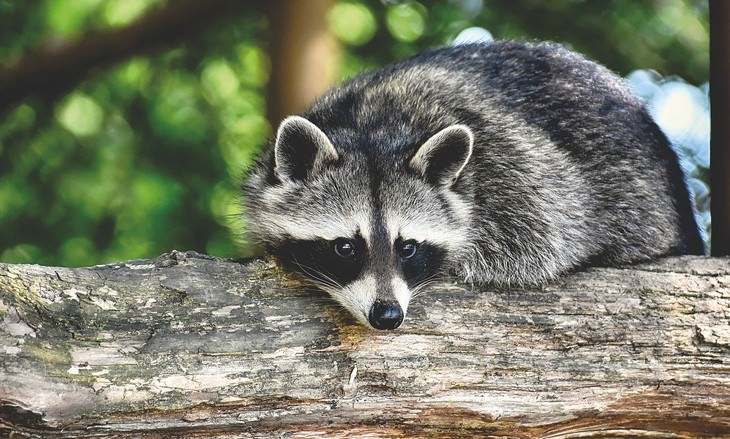 the SMARTEST Animals on the Planet Raccoons