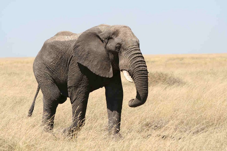 the SMARTEST Animals on the Planet Elephant