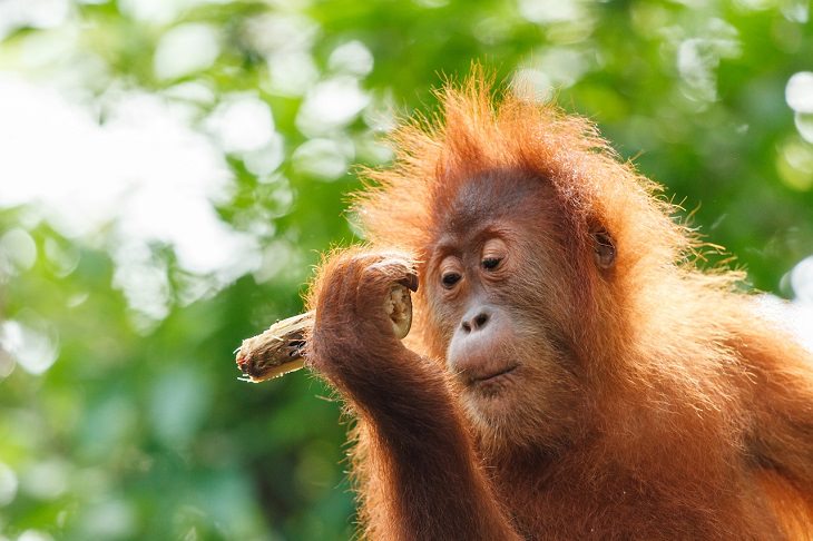 the SMARTEST Animals on the Planet Orangutan