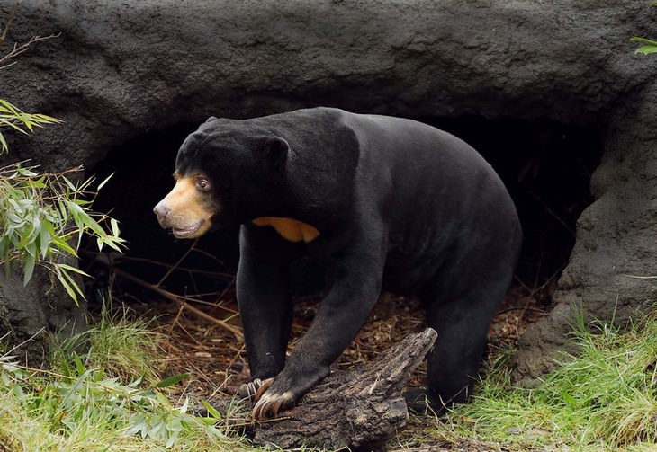 the SMARTEST Animals on the Planet sun bear