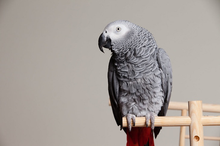 the SMARTEST Animals on the Planet African Gray Parrot