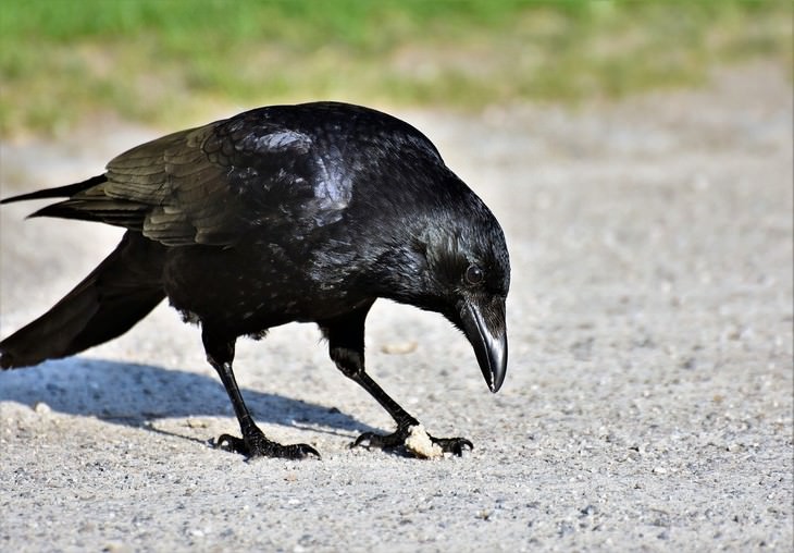 the SMARTEST Animals on the Planet crow