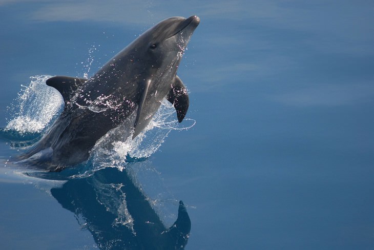the SMARTEST Animals on the Planet Bottlenose Dolphins
