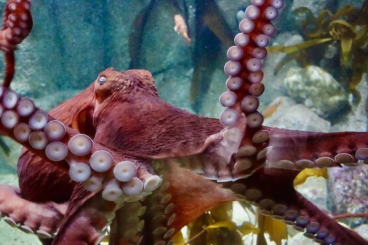 the SMARTEST Animals on the Planet octopus