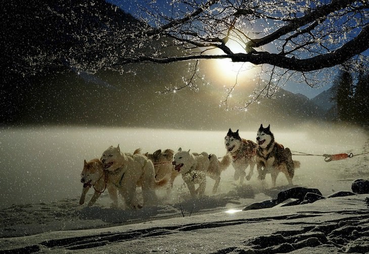 winter landscapes collection Huskies Zipping Through Snowy Terrain