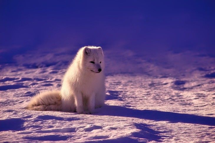winter landscapes collection arctic fox