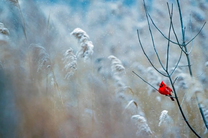 winter landscapes collection northern cardinal on a branch