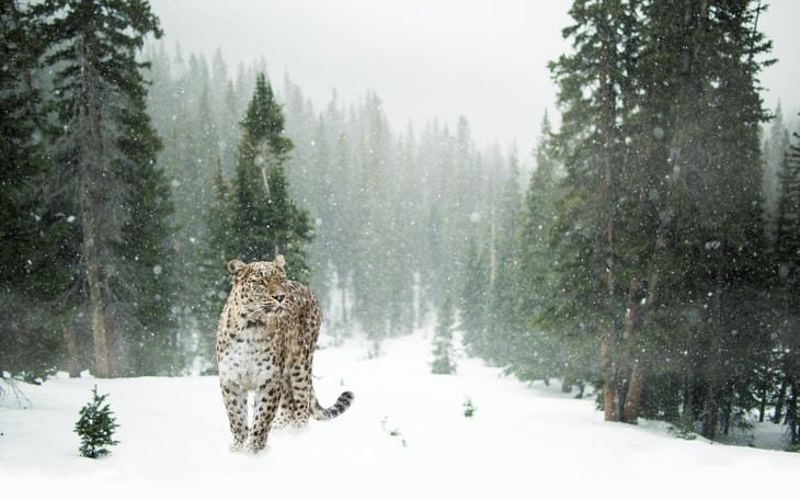 winter landscapes collection Leopard Walking Through the Forest During a Snowfall