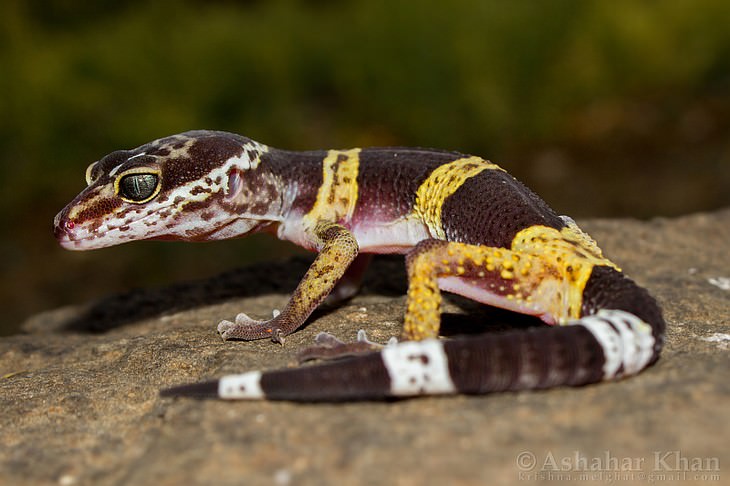 Animal Species Discovered in 2010's Satpura Leopard Gecko (Eublepharis satpuraensis)
