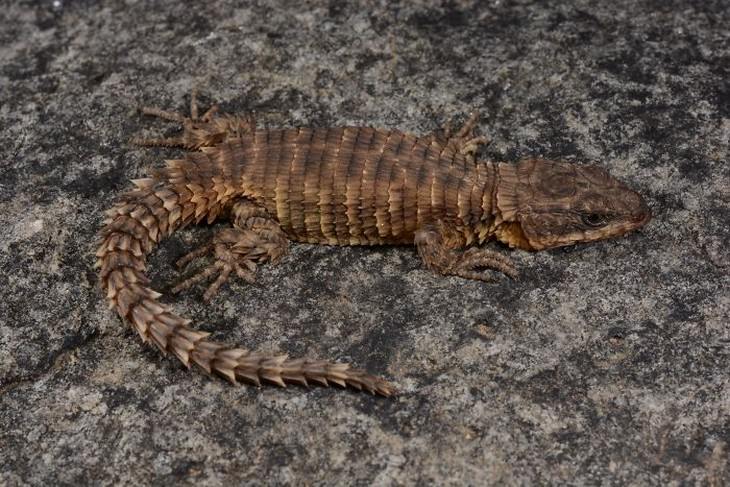 Animal Species Discovered in 2010's Cordylus Phonolithos girdled lizard
