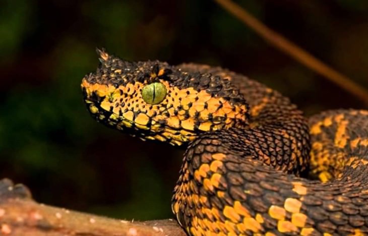Animal Species Discovered in 2010's The Matilda Viper (Atheris matildae)