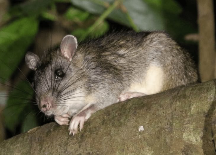 Animal Species Discovered in 2010's Vanguru Giant Rat (Uromys vika)