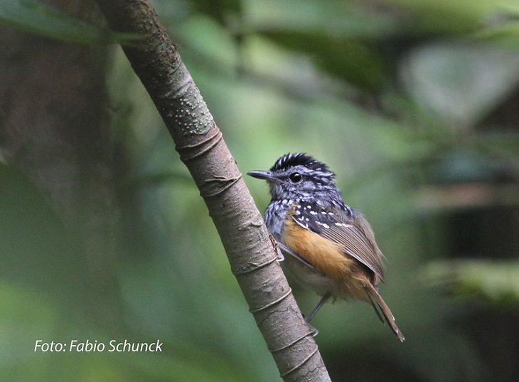 Animal Species Discovered in 2010's Manicore Warbling-Antbird (Hypocnemis rondoni)