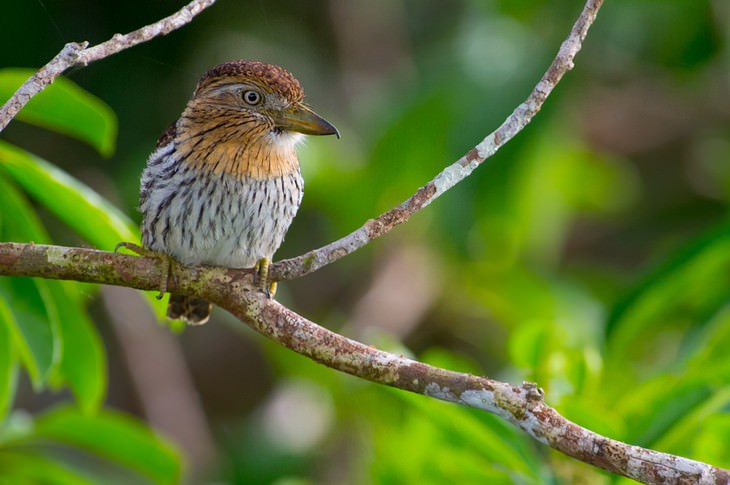 Animal Species Discovered in 2010's Western striolated puffbird (Nystalus obamai)
