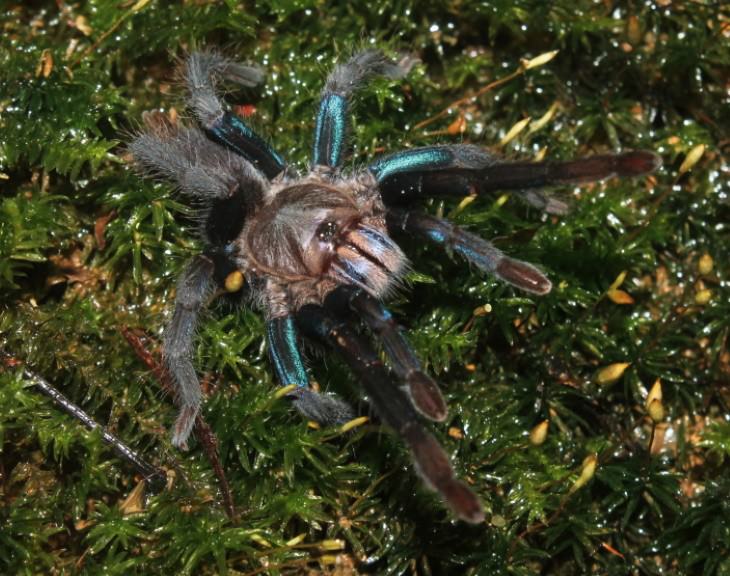 Animal Species Discovered in 2010's 'Metallic-Blue Tarantula' (Chilobrachys jonitriantisvansicklei)