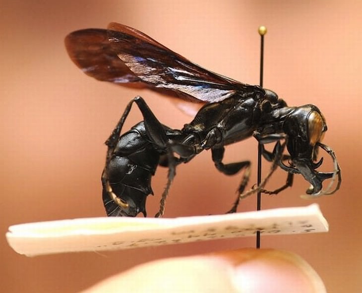 Animal Species Discovered in 2010's Garuda Wasp