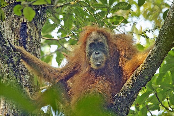 Animal Species Discovered in 2010's Tapanuli orangutan (Pongo tapanuliensis)