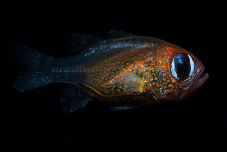 Animal Species Discovered in 2010's Cat-Eyed Cardinal Fish (Siphamia Arnazae)