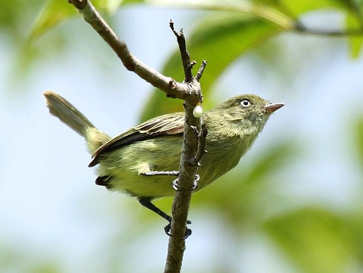 Animal Species Discovered in 2010's Chico's Tyrannulet (Zimmerius chicomendesi)