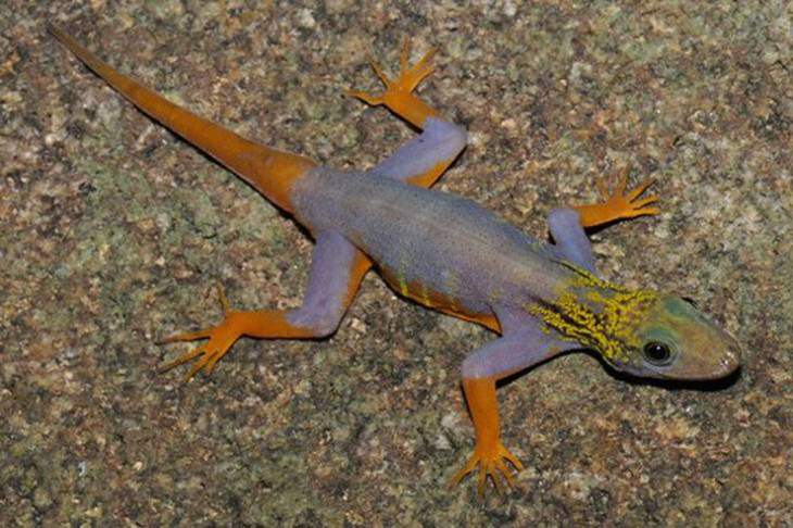 Animal Species Discovered in 2010's The Psychedelic Gecko, 2011