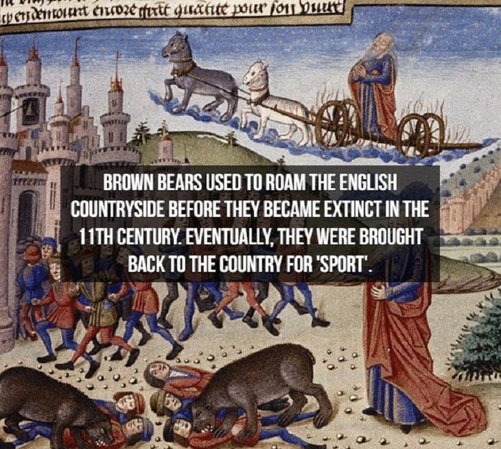 Middle Ages Facts brown bears