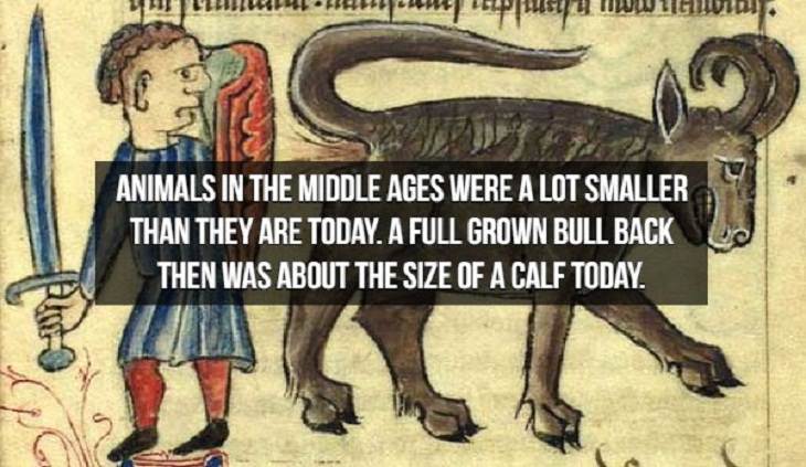 Middle Ages Facts animals