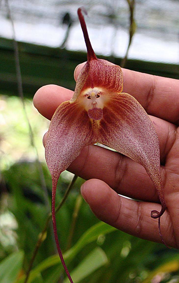 natural optical illusions Monkey Face Orchid