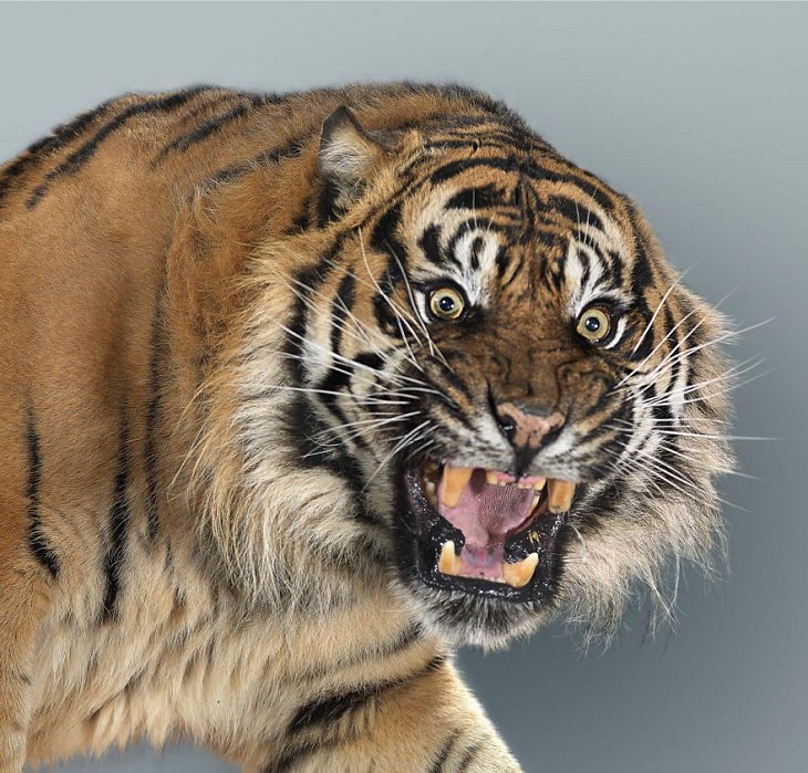 Big Cat Portraits Sumatran tiger