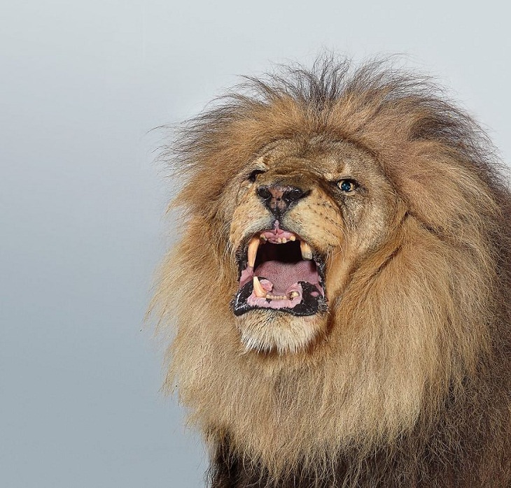 Big Cat Portraits African lion