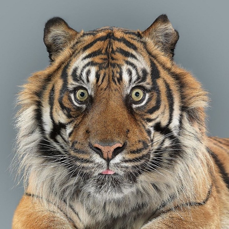 Big Cat Portraits Sumatran tiger