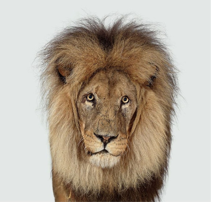 Big Cat Portraits African lion