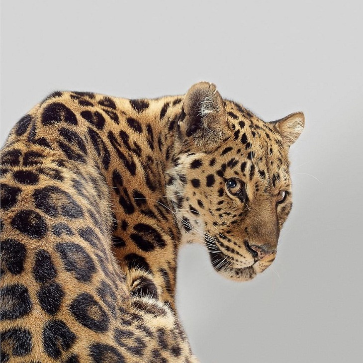 Big Cat Portraits Amur leopard