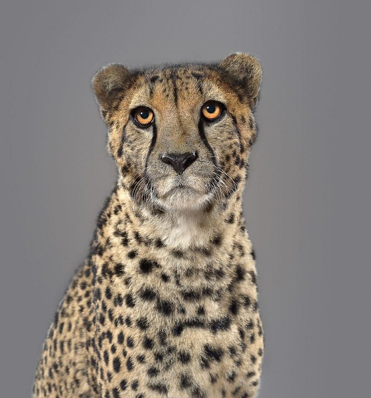 Big Cat Portraits cheetah