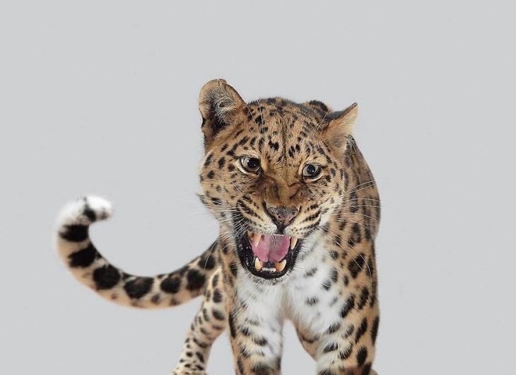 Big Cat Portraits Amur leopard
