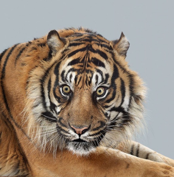 Big Cat Portraits Sumatran tiger