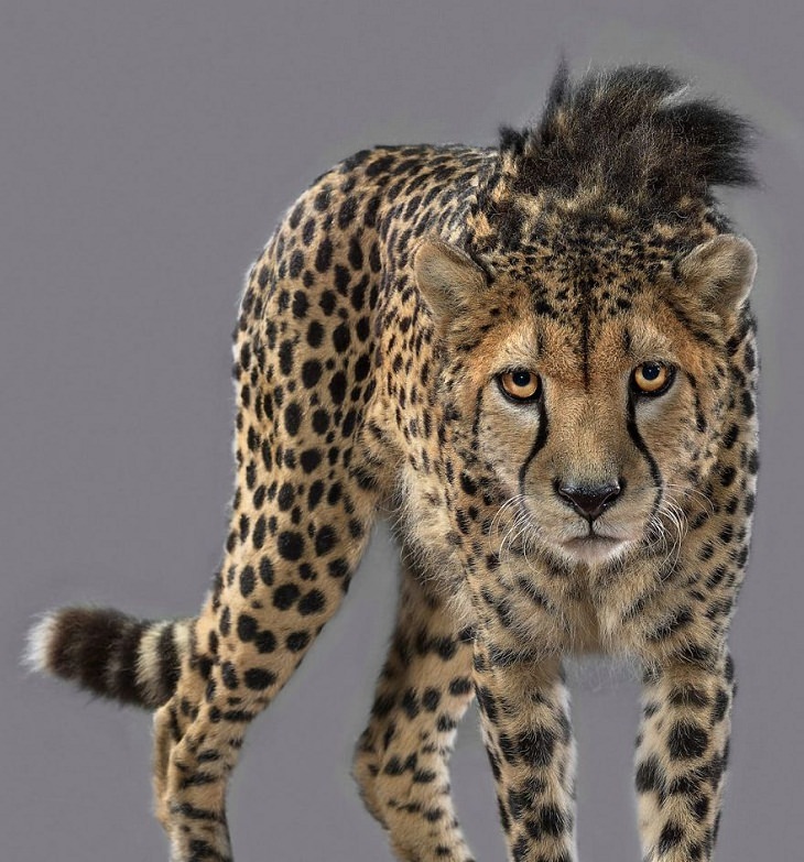 Big Cat Portraits cheetah