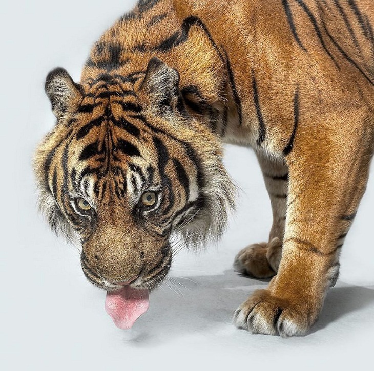 Big Cat Portraits Sumatran tiger