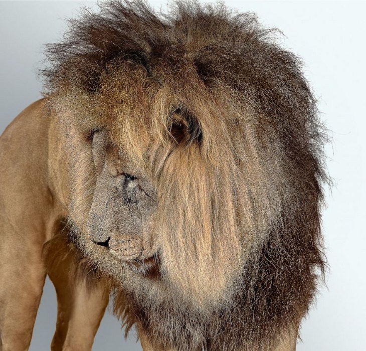 Big Cat Portraits African lion
