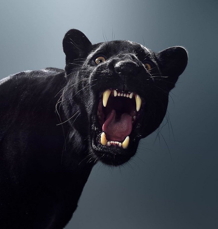 Big Cat Portraits jaguar