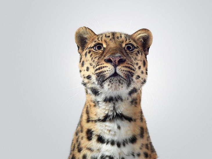 Big Cat Portraits Amur leopard