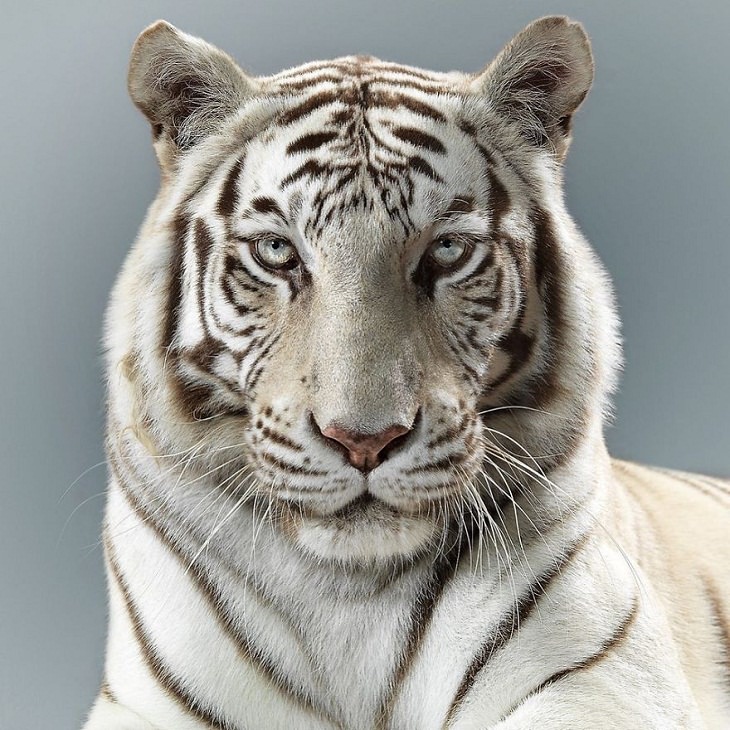 Big Cat Portraits white tiger