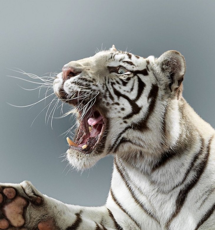 Big Cat Portraits white tiger