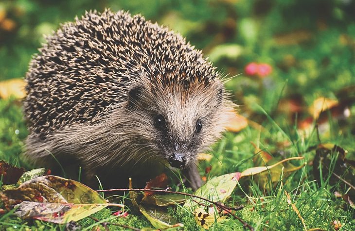 Hibernating animals Hedgehogs