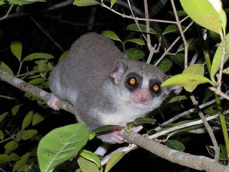 Hibernating animals Fat-tailed dwarf lemurs