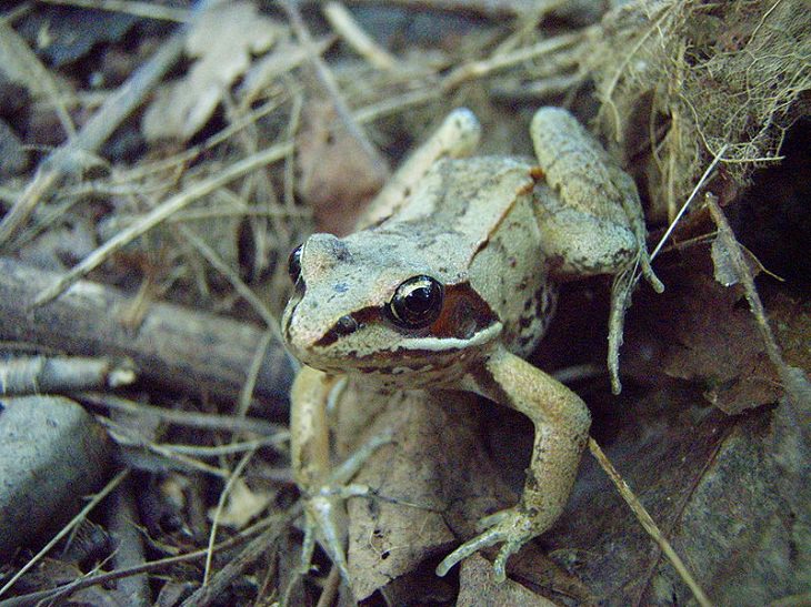 Hibernating animals Wood frogs