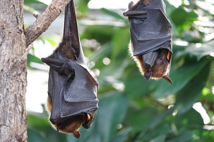 Hibernating animals BATS