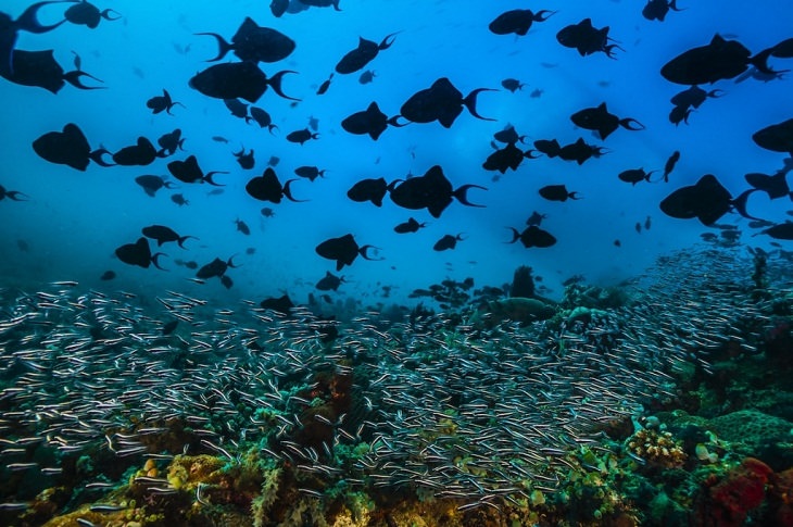 Wildlife Photos of the Year red tooth triggerfish.