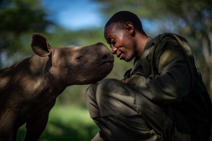Wildlife Photos of the Year black rhinos