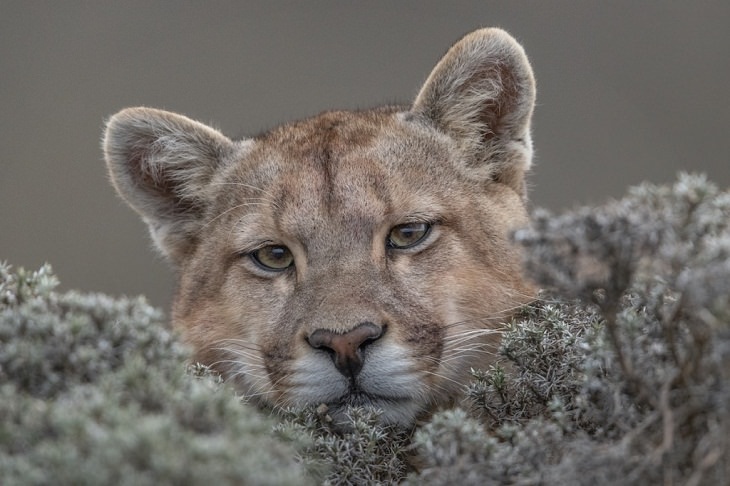 Wildlife Photos of the Year puma 